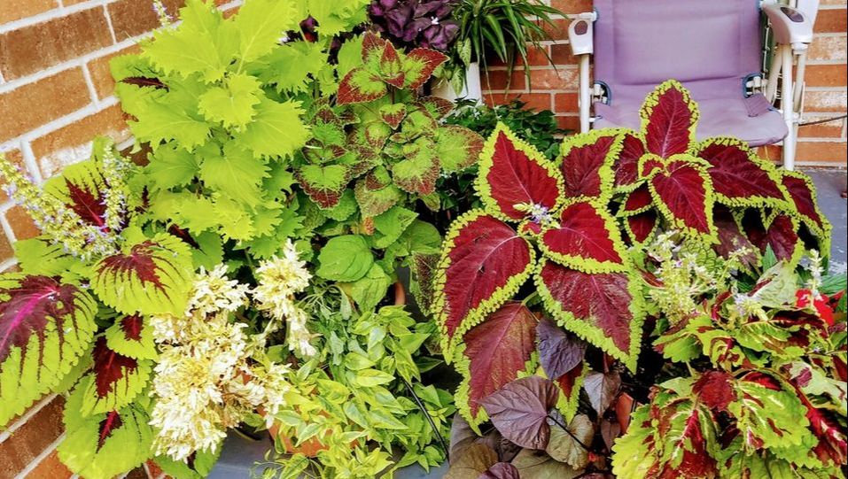 First Time Home Buyer Coleus Display 2017